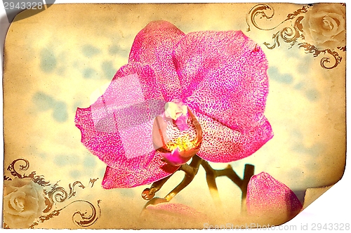 Image of Orchid flowers,