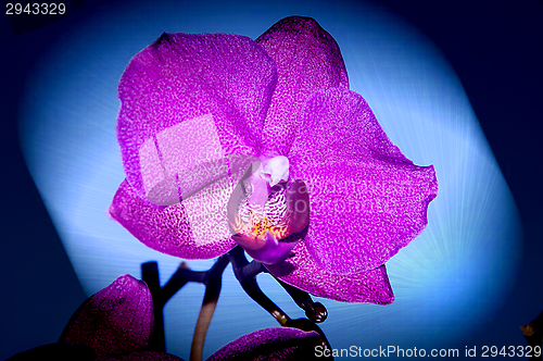 Image of Orchid flowers,