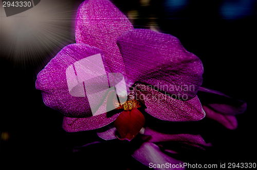 Image of Orchid flowers,