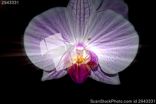 Image of Orchid flowers,