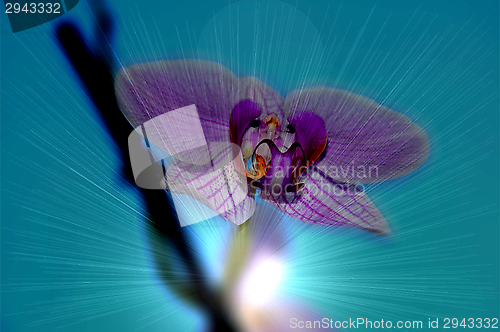 Image of Orchid flowers,