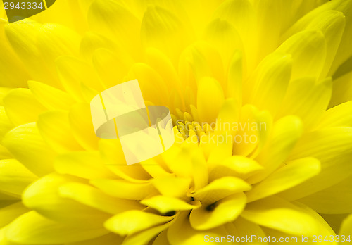 Image of Chrysanthemum