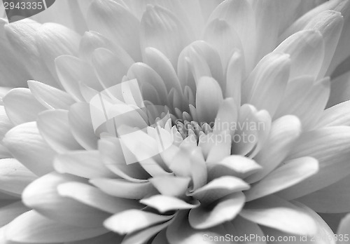 Image of Chrysanthemum