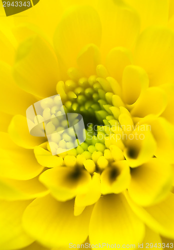 Image of Chrysanthemum