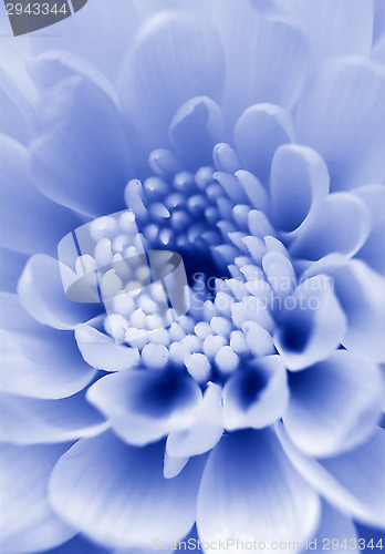 Image of Chrysanthemum