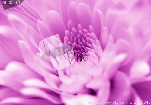 Image of Chrysanthemum