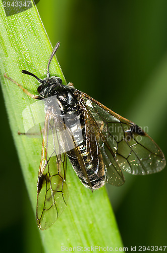 Image of Wasp