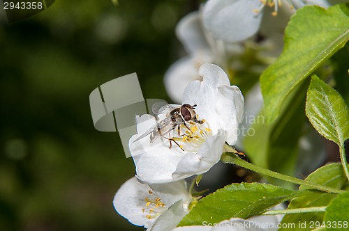 Image of Bee on flower Apple