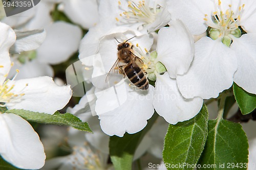 Image of Bee on flower Apple
