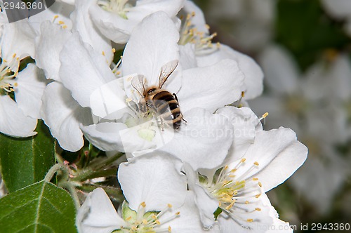 Image of Bee on flower Apple