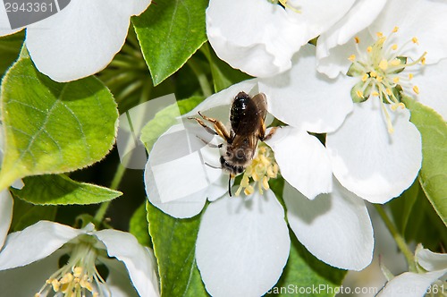 Image of Bee on flower Apple