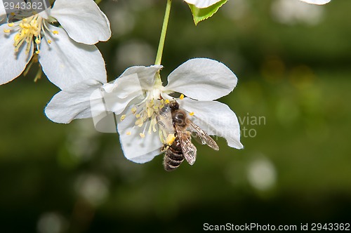 Image of Bee on flower Apple