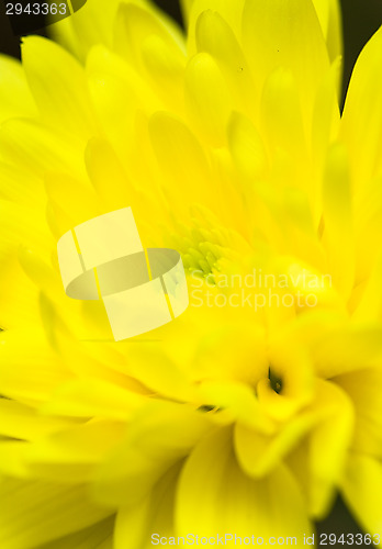 Image of Chrysanthemum