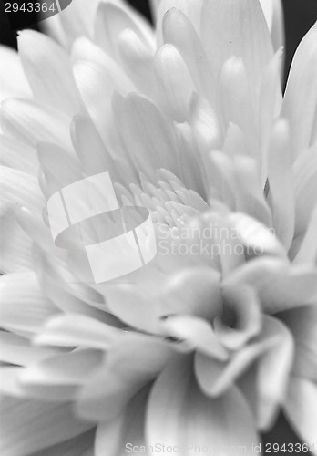 Image of Chrysanthemum