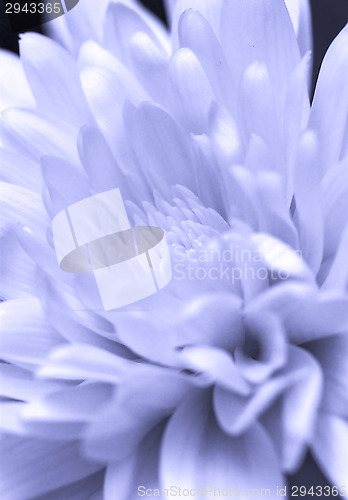 Image of Chrysanthemum