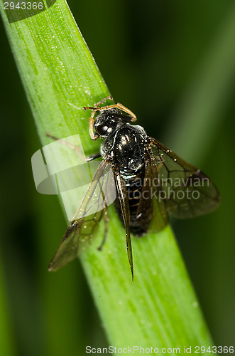 Image of Wasp