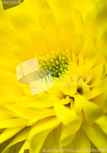 Image of Chrysanthemum