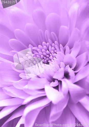 Image of Chrysanthemum