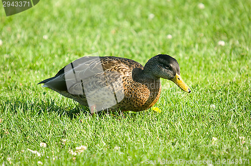 Image of Duck