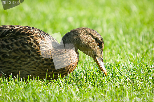 Image of Duck