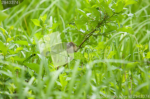 Image of Little bird
