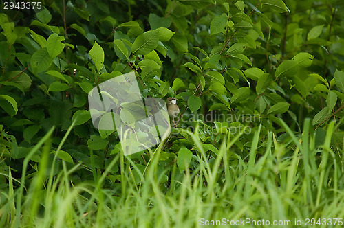 Image of Little bird