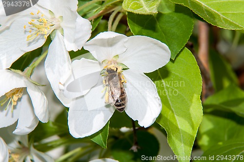 Image of Bee on flower Apple