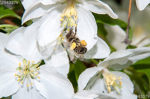 Image of Bee on flower Apple