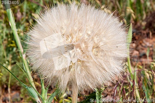 Image of Dandelion seeds