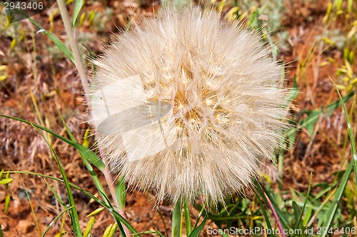 Image of Dandelion seeds