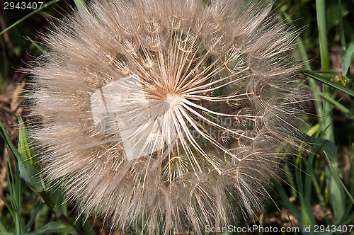 Image of Dandelion seeds