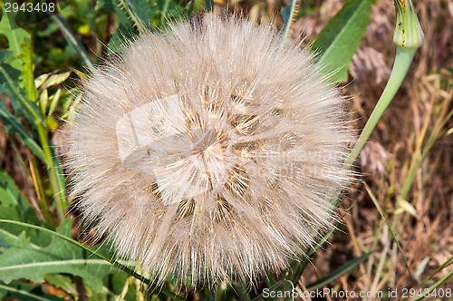 Image of Dandelion seeds