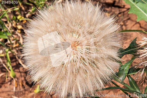 Image of Dandelion seeds