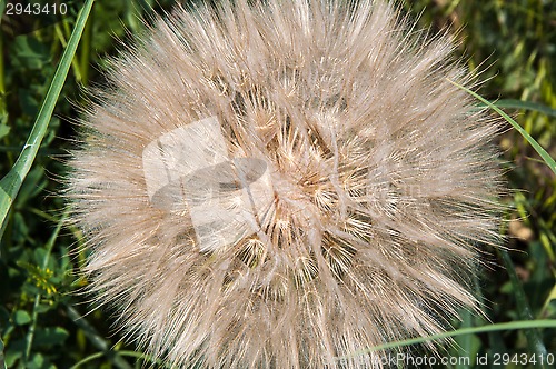 Image of Dandelion seeds