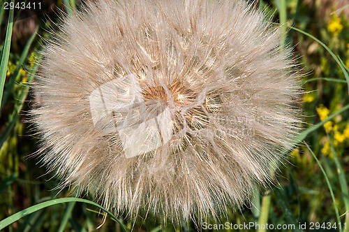 Image of Dandelion seeds