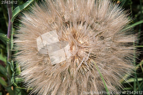 Image of Dandelion seeds