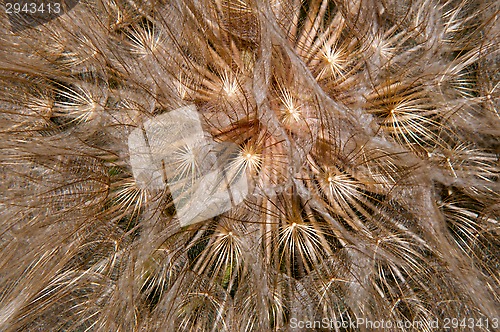 Image of Dandelion seeds