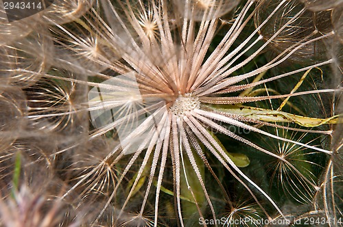 Image of Dandelion seeds