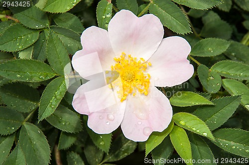 Image of Flower dog rose after the rain