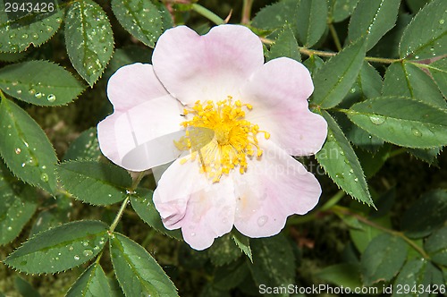 Image of Flower dog rose after the rain