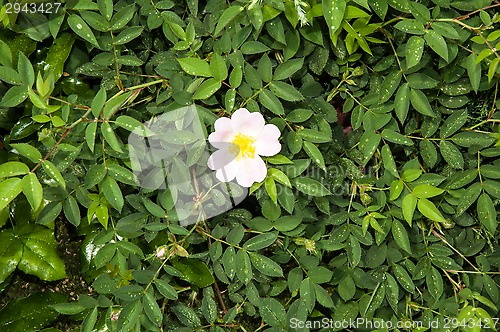 Image of Flower dog rose after the rain