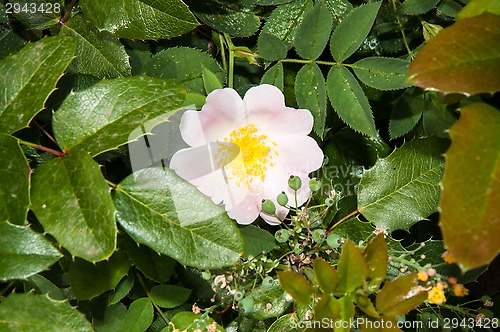 Image of Flower dog rose after the rain