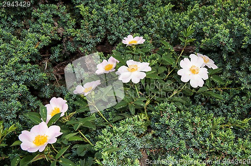 Image of Flower dog rose after the rain