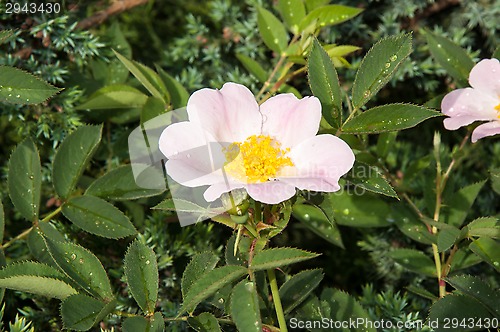 Image of Flower dog rose after the rain