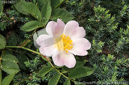 Image of Flower dog rose after the rain