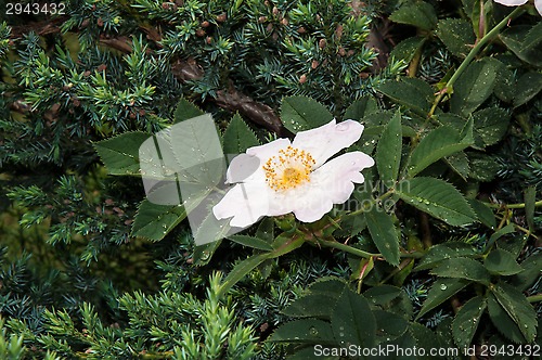 Image of Flower dog rose after the rain