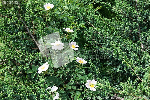 Image of Flower dog rose after the rain