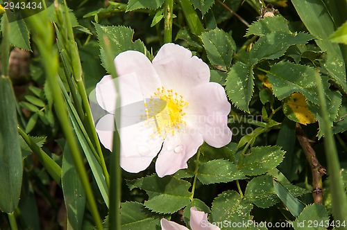 Image of Flower dog rose after the rain