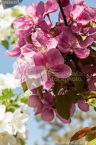 Image of Pink flowers spring crabapple.