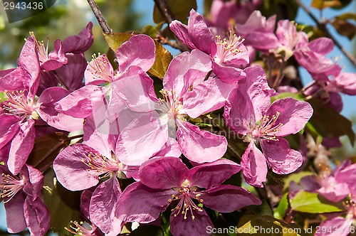 Image of Pink flowers spring crabapple.